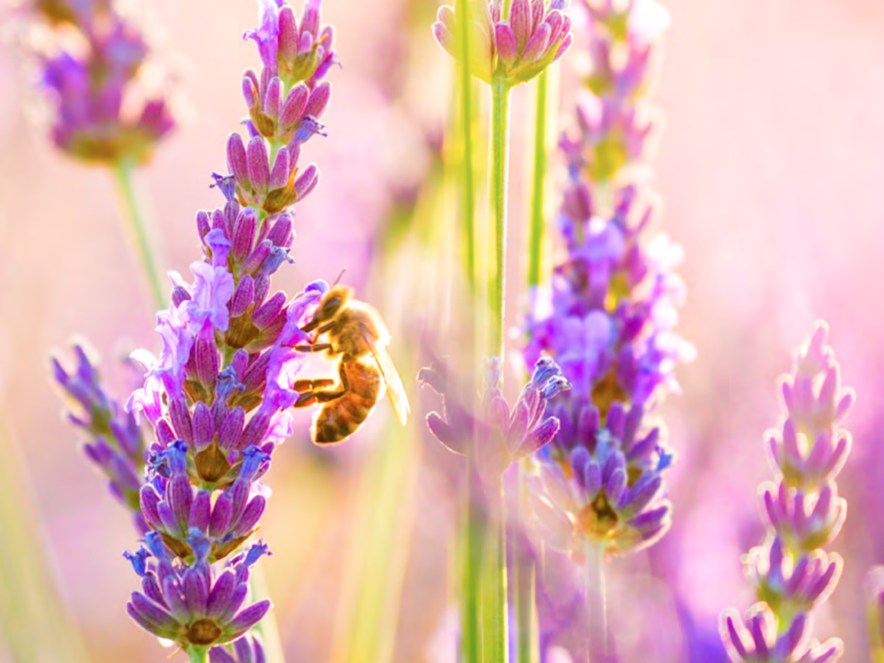 bee on tall purple flowers