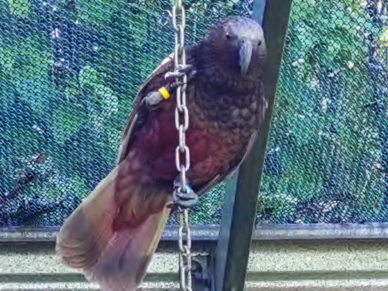 A bird perching on a chain