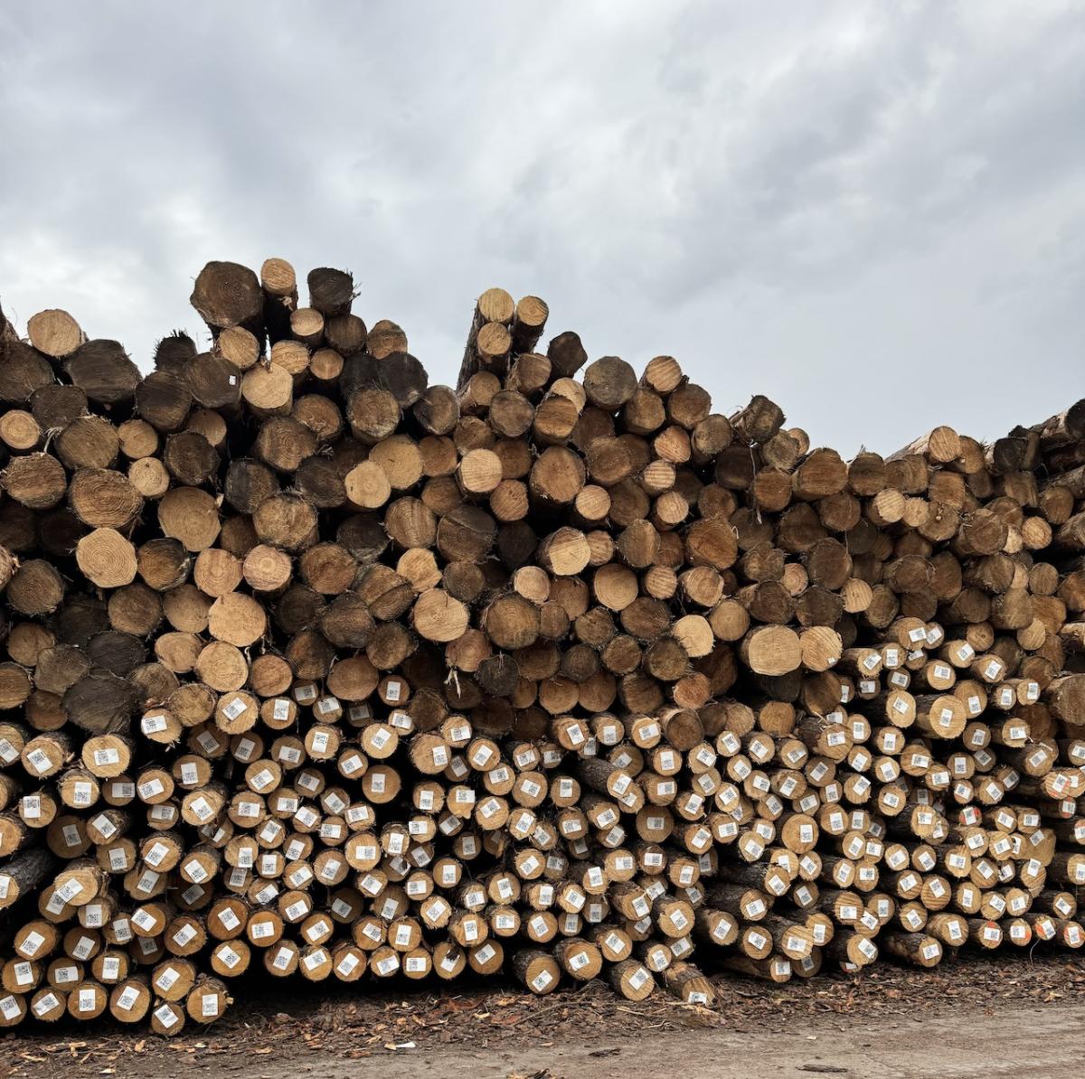 photo of log piles