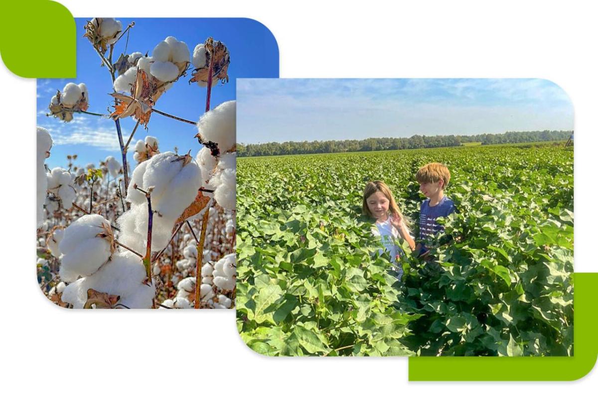 Collage of children in a crop field, and close up of a cotton plant.