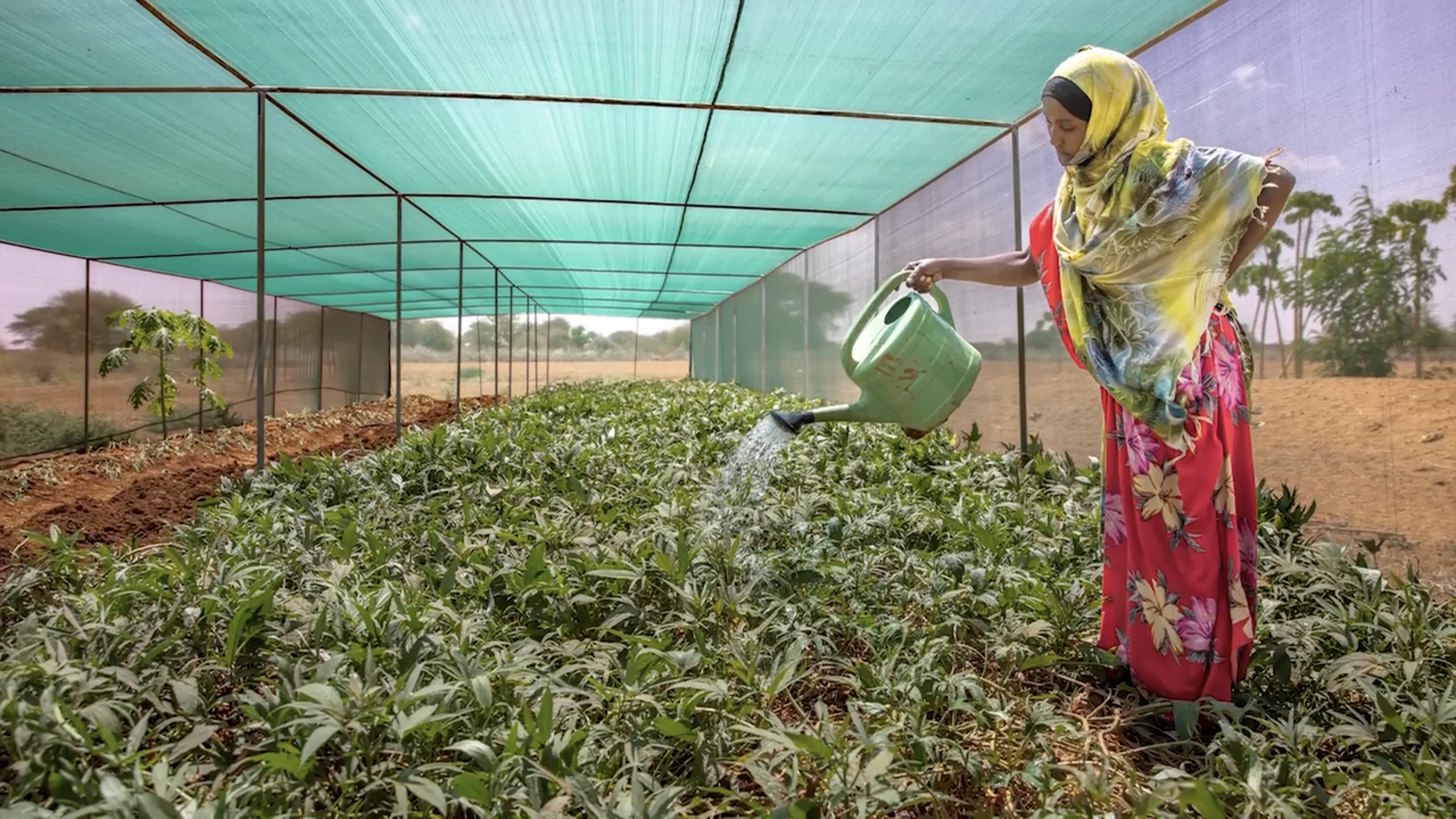 Person watering plants 