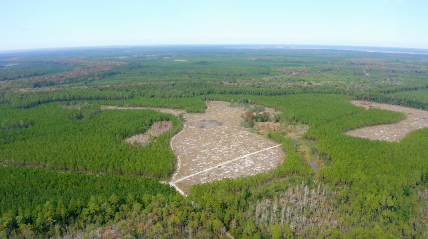 overview photo os forest