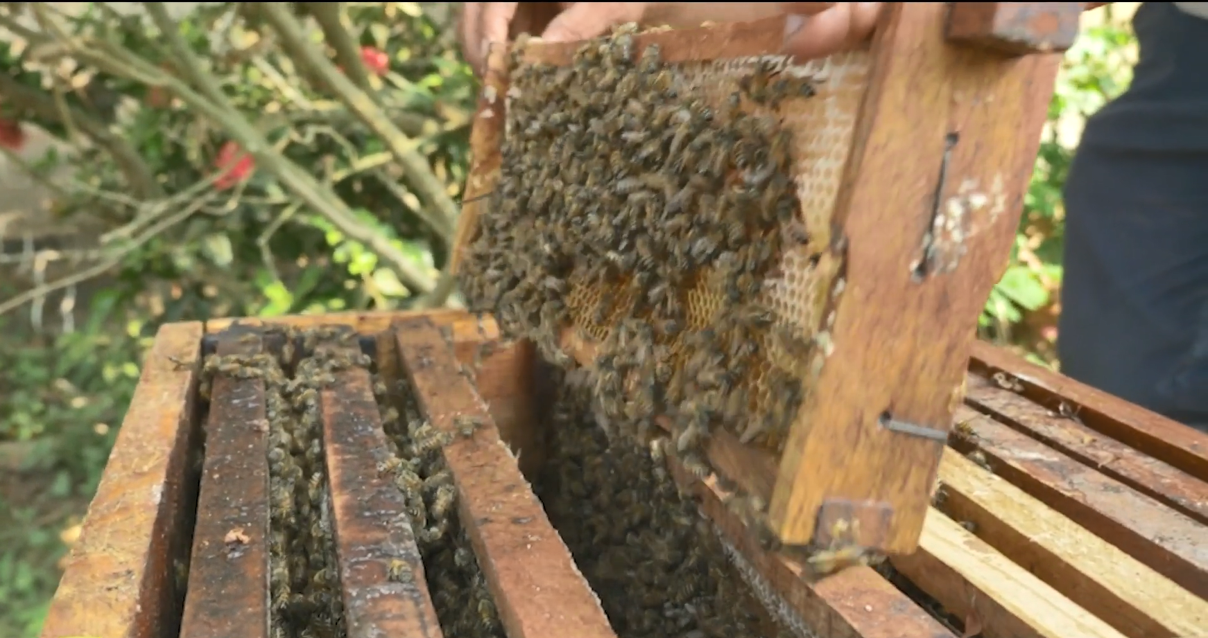 A beekeeper holding a block of honeycomb with bees on it.