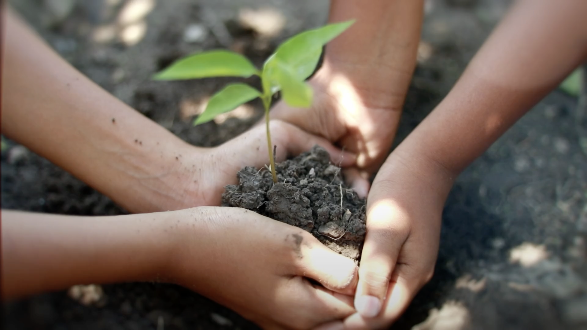 Two people planting a seedling