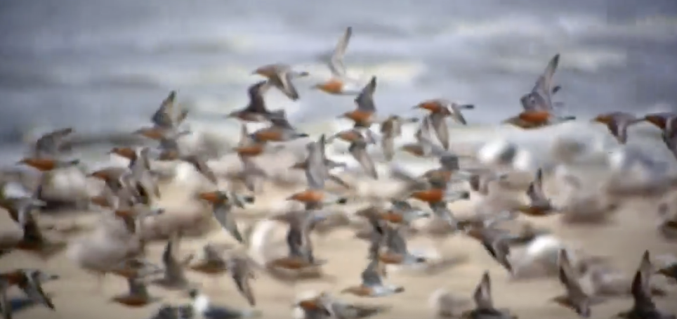 a flock of birds mid-flight