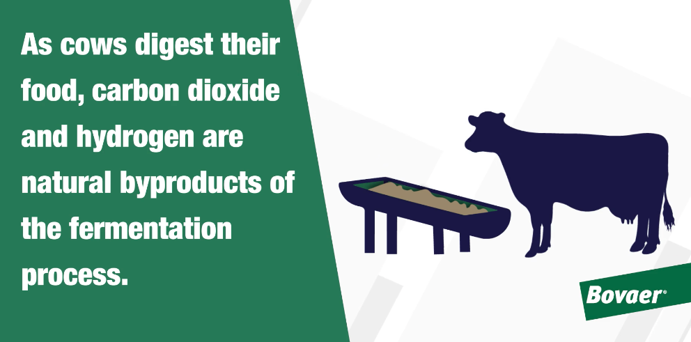 Bovaer infographic video 