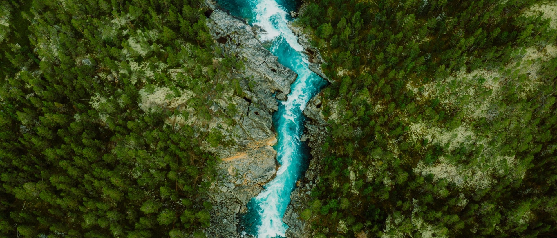 Aerial shot of a river rushing through trees