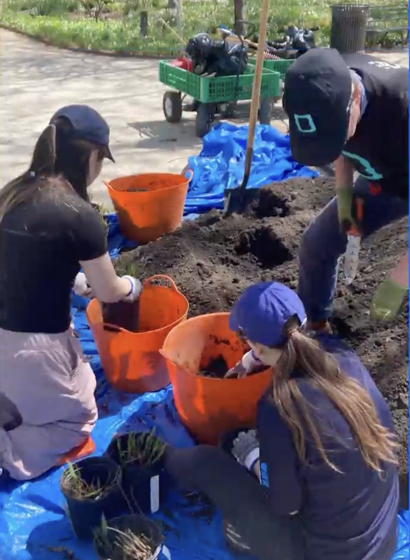 Volunteers gardening