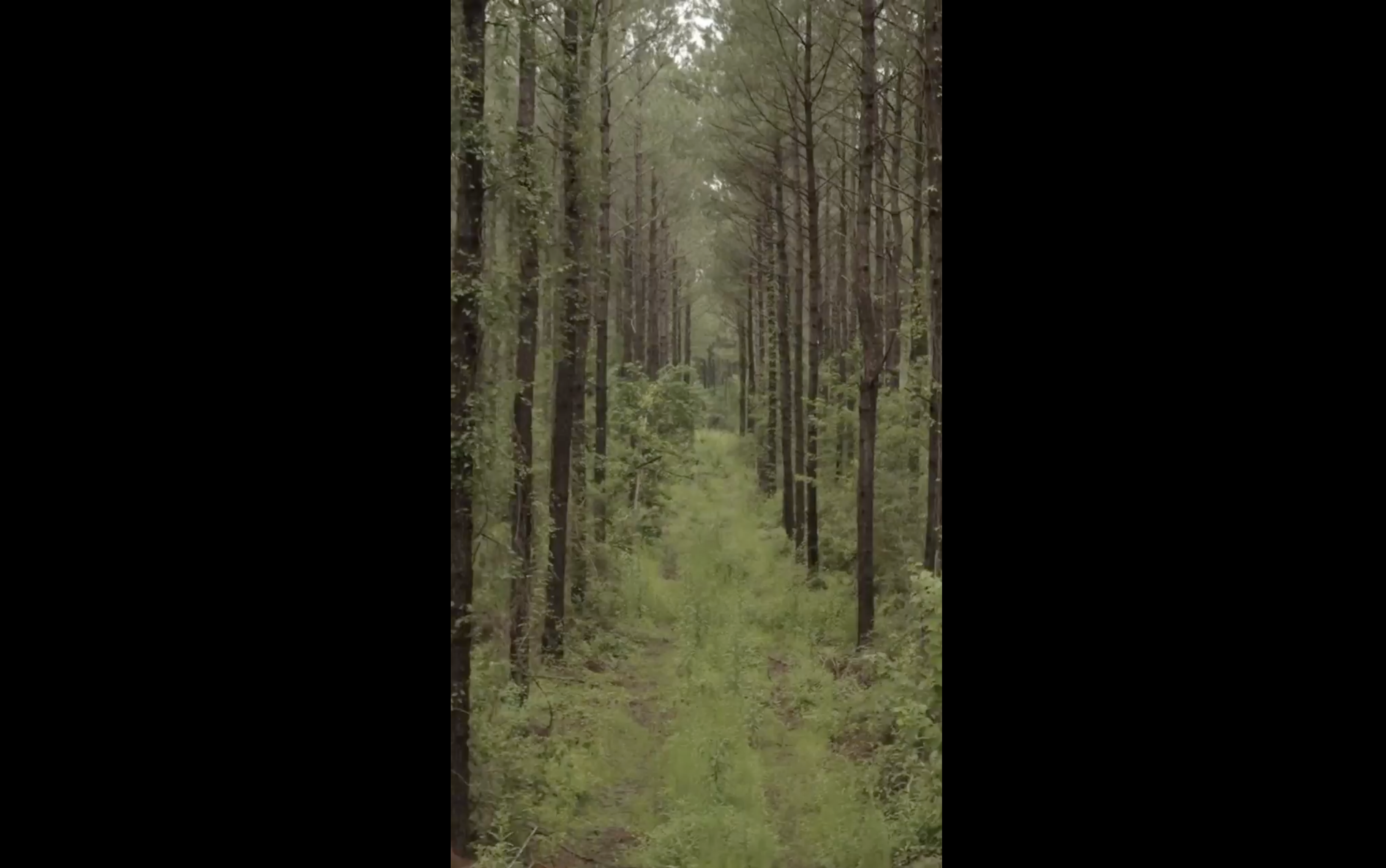 Path through the forest