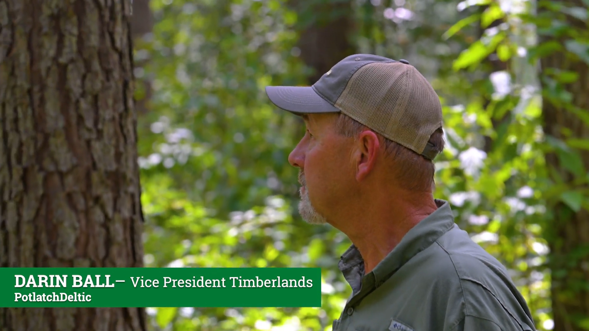 Vice President of Timberlands