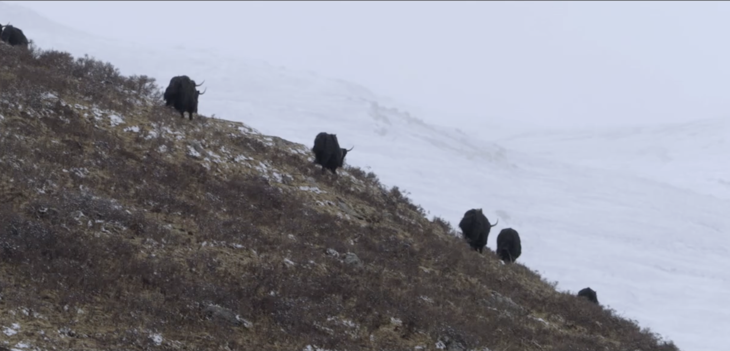 Animals walking across cloudy hilltop
