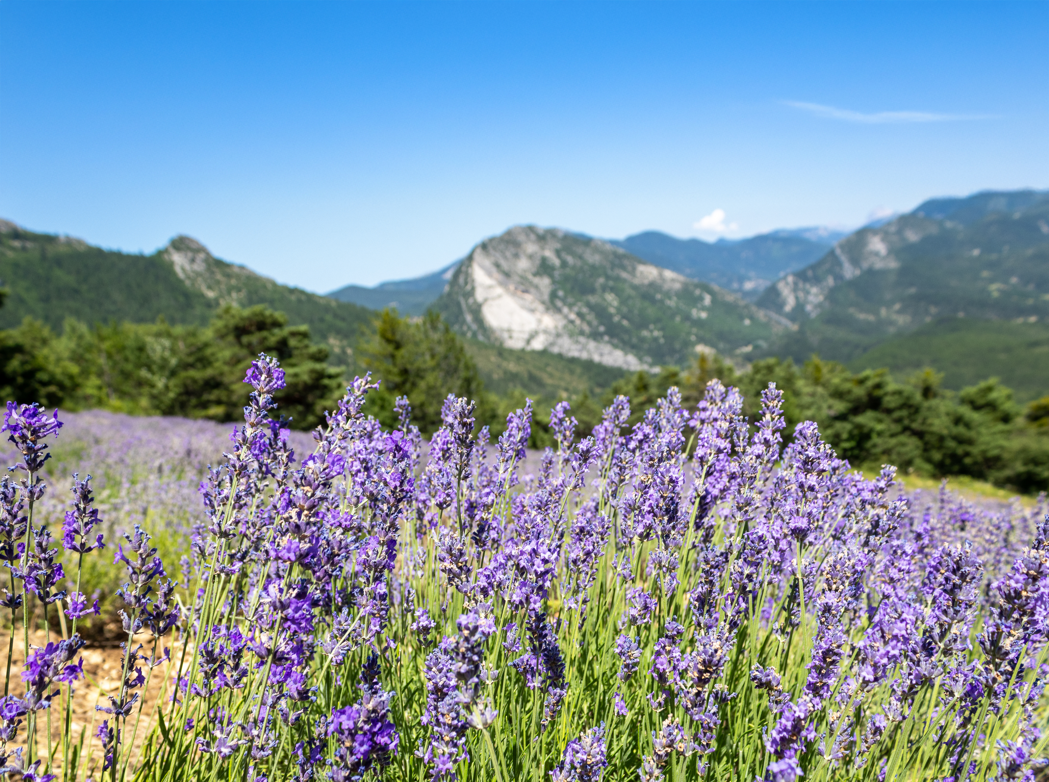 A field of lavender blooming.