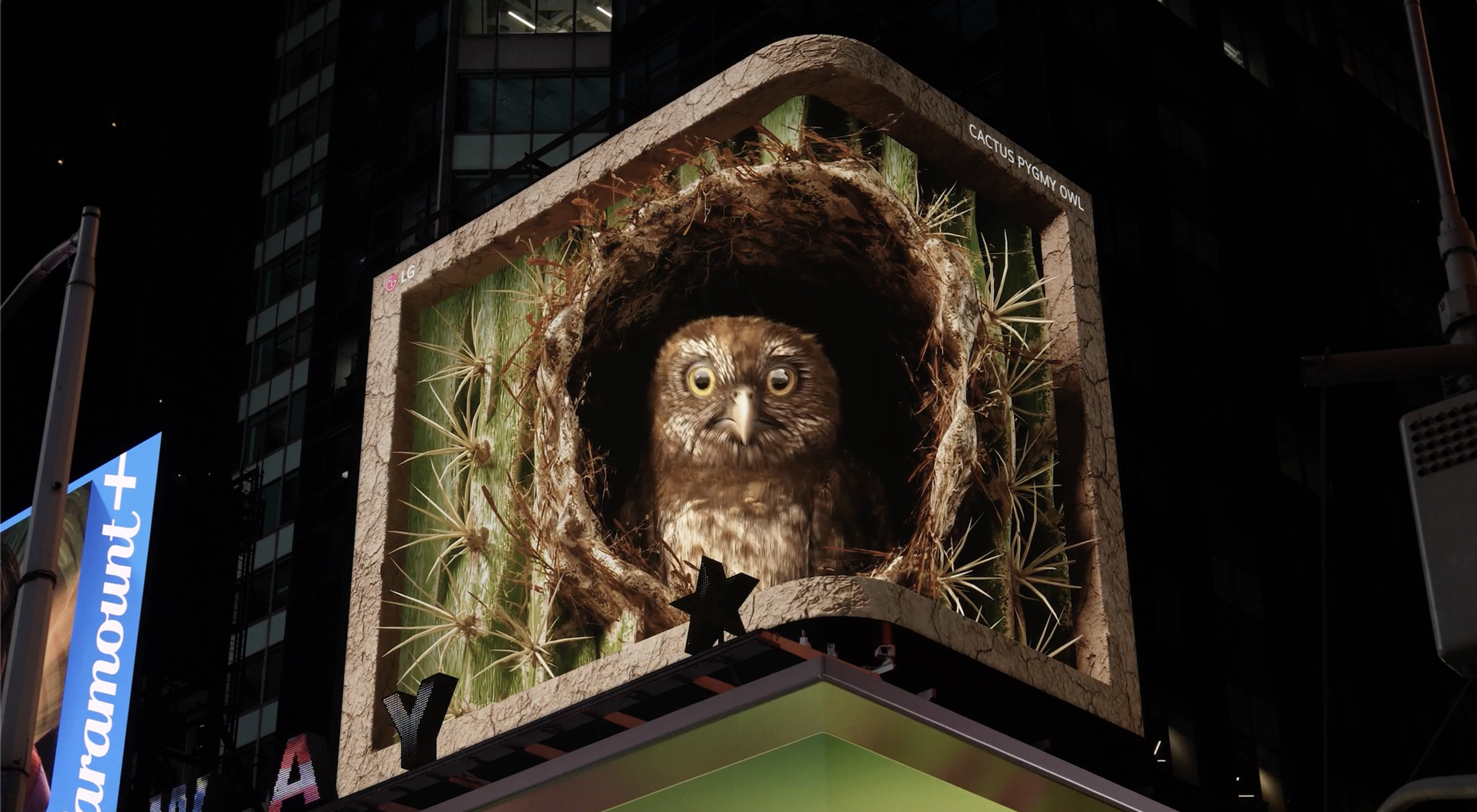 pygmy owl on large screen