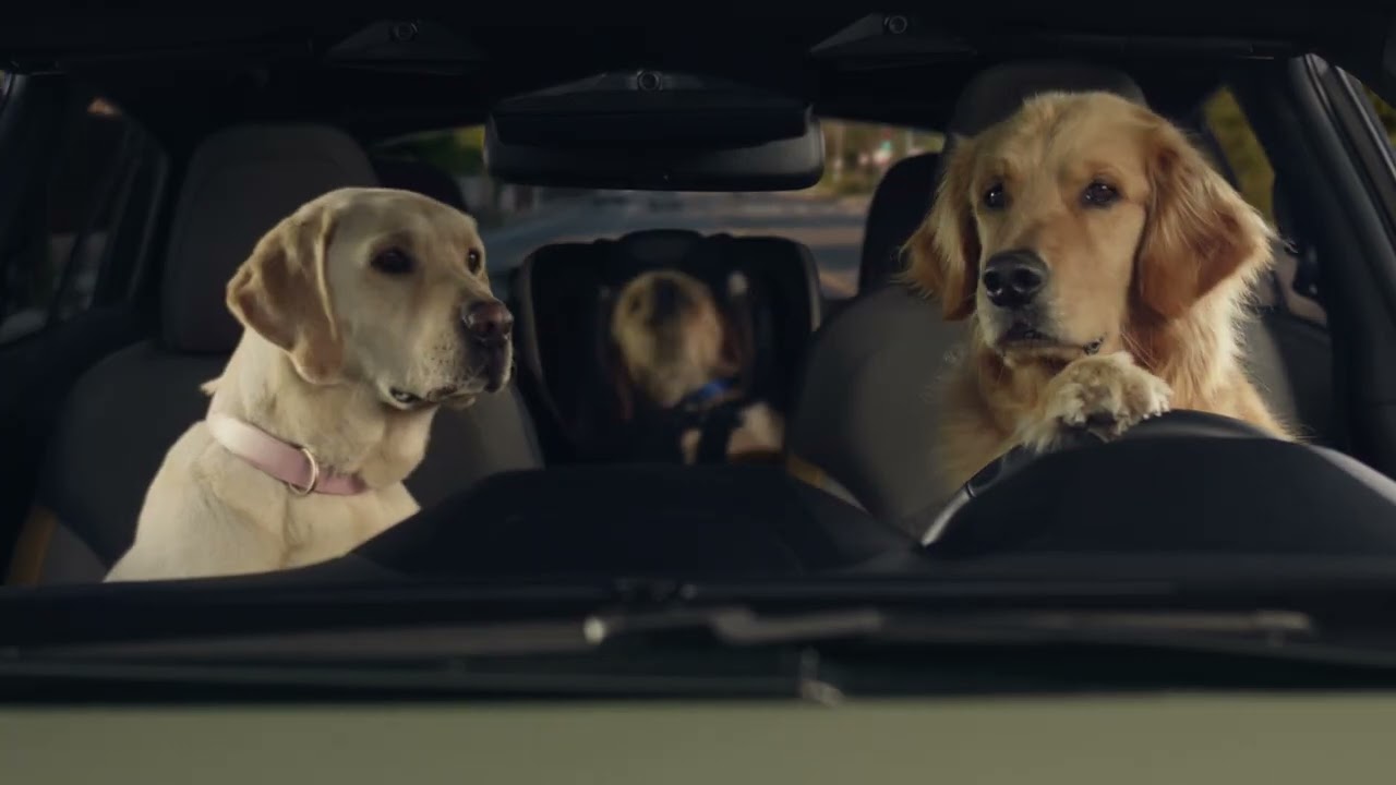 dogs driving a car