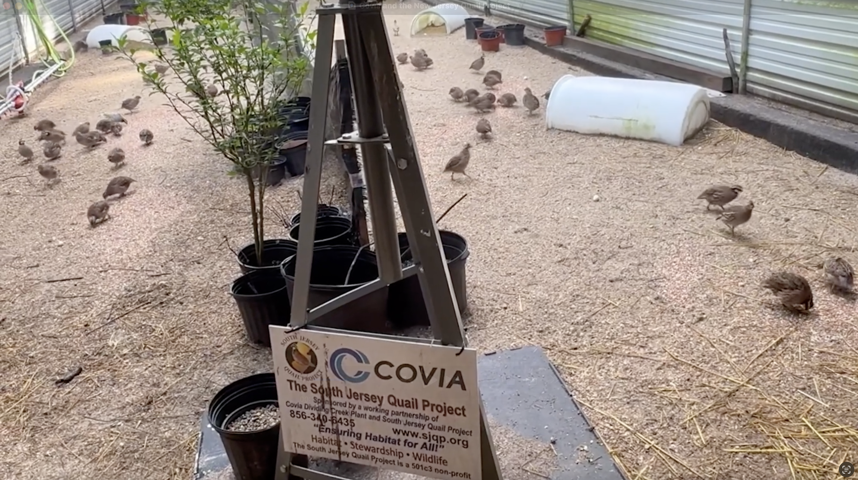 Quail Conservation at Covia’s Dividing Creek Plant