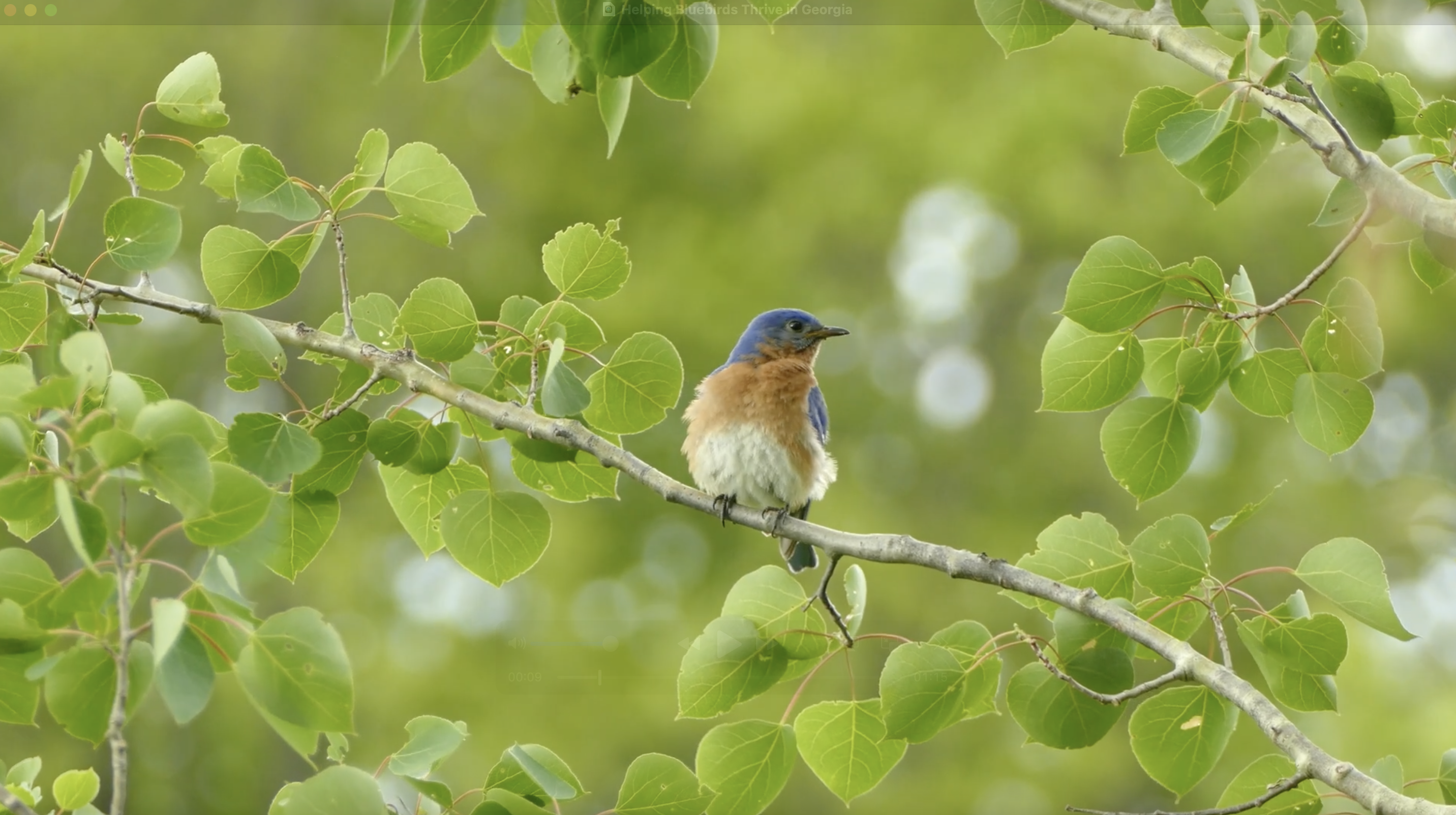 bluebird in a tree