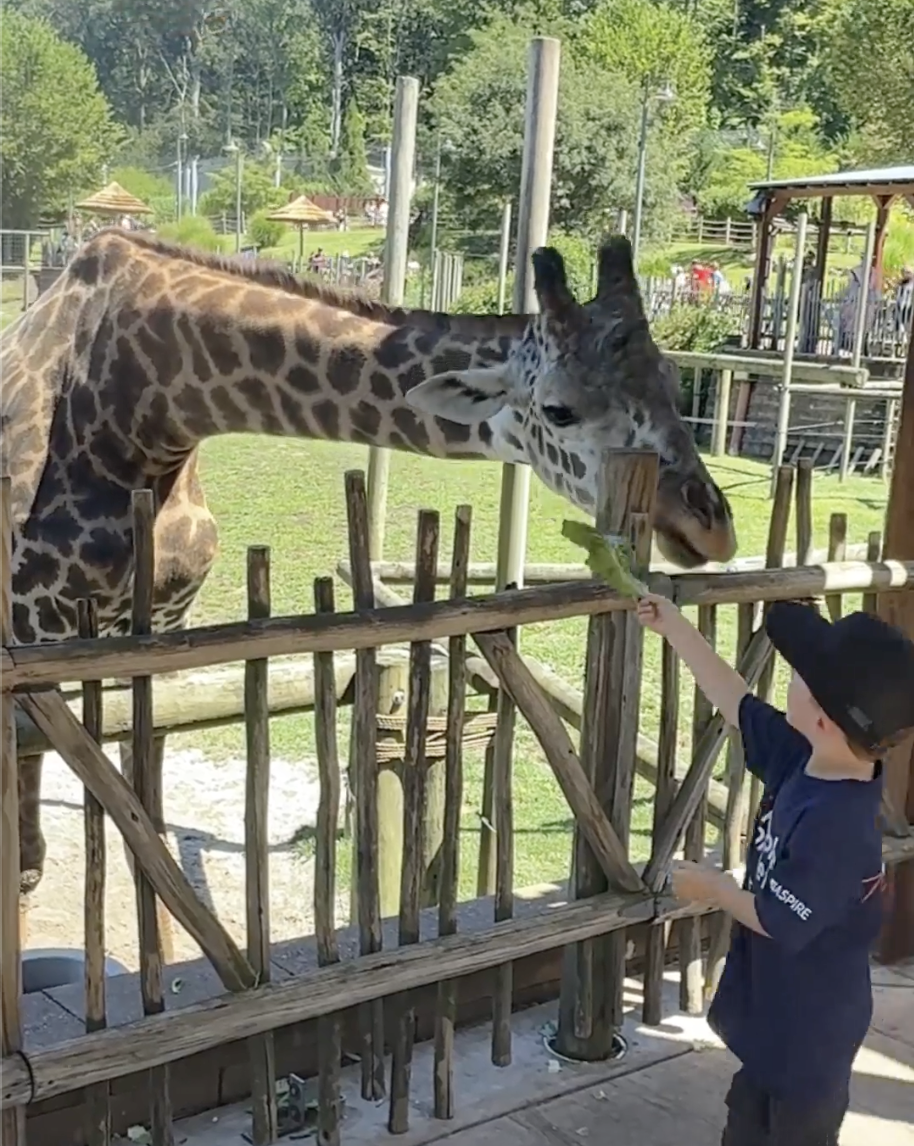Child feeding giraffe at the zoo