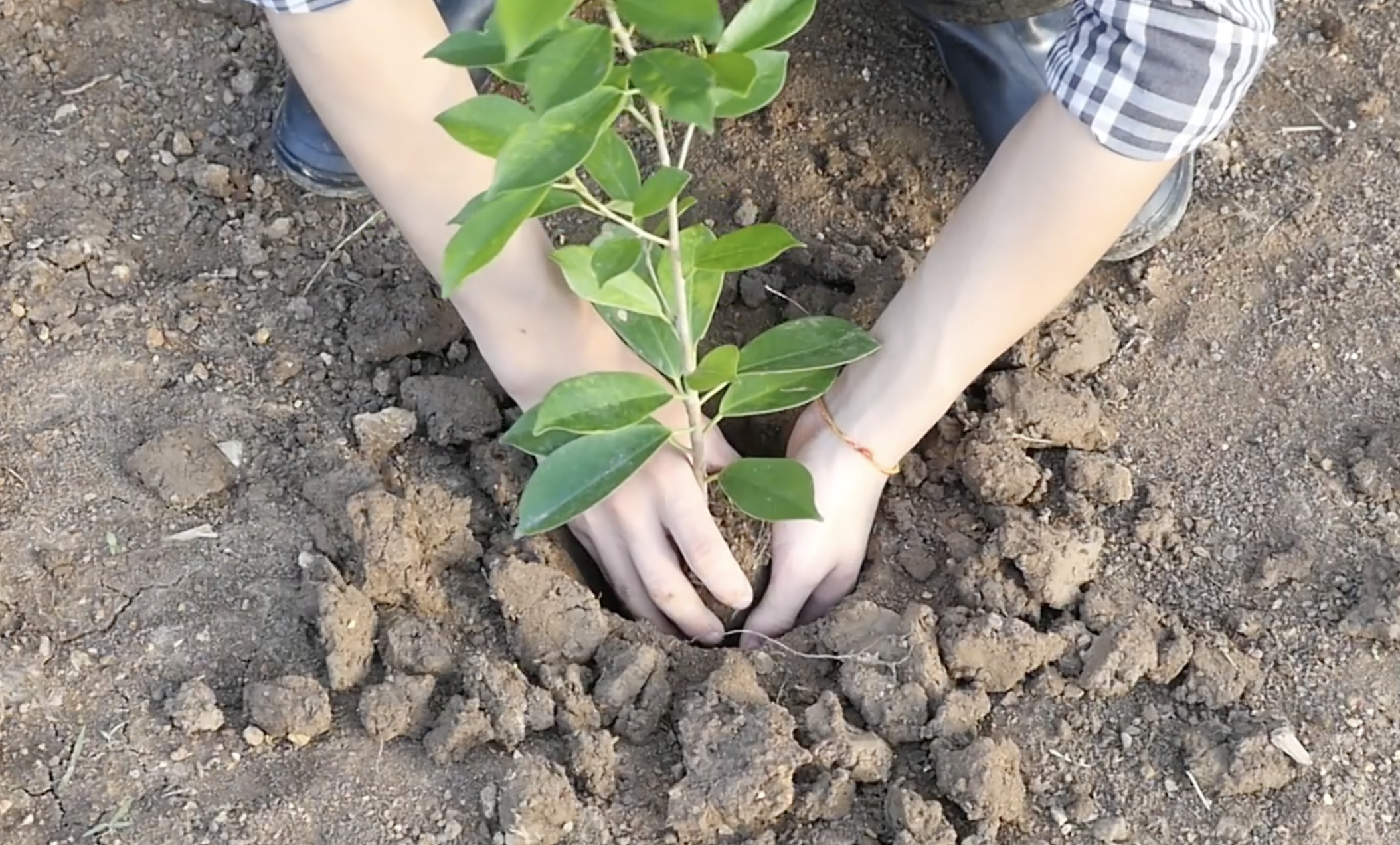 person planting a plant