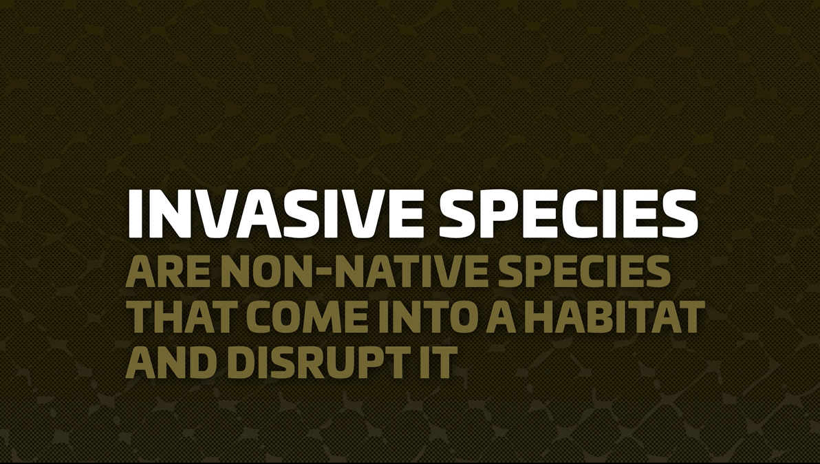 Text: Invasive species are non-native species that come into a habitat and disrupt it