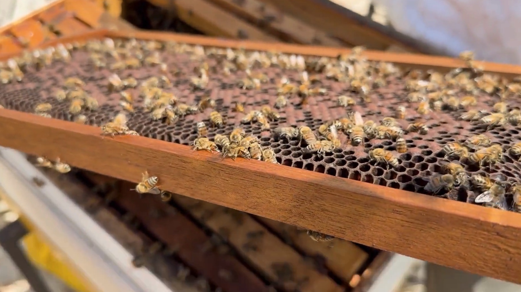 Close-up of honey bees working on a honeycomb frame inside a beehive, showing the active bee colony supported by DP World’s bee conservation initiative in Ecuador.