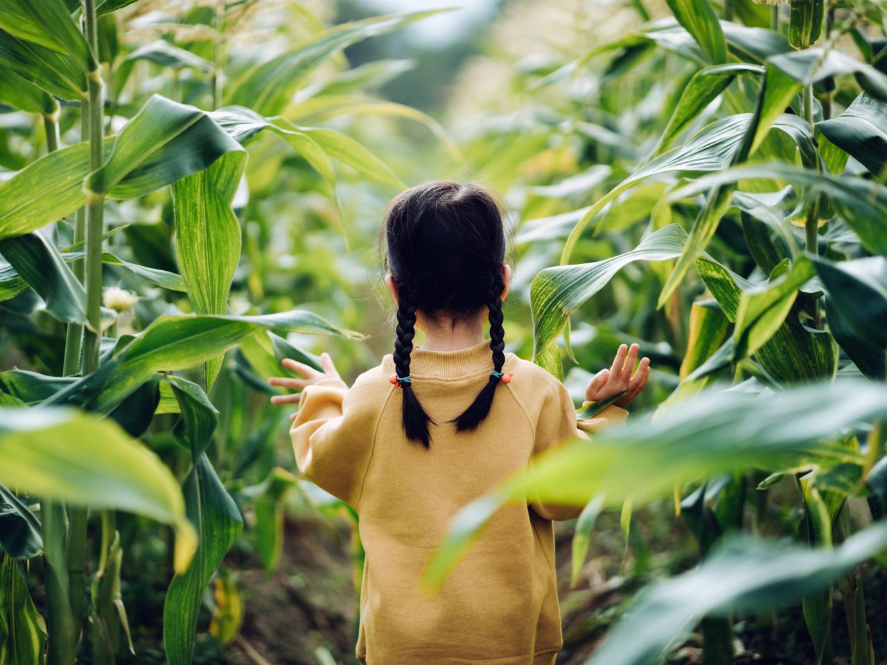 young girl navigates through stalks of foliage