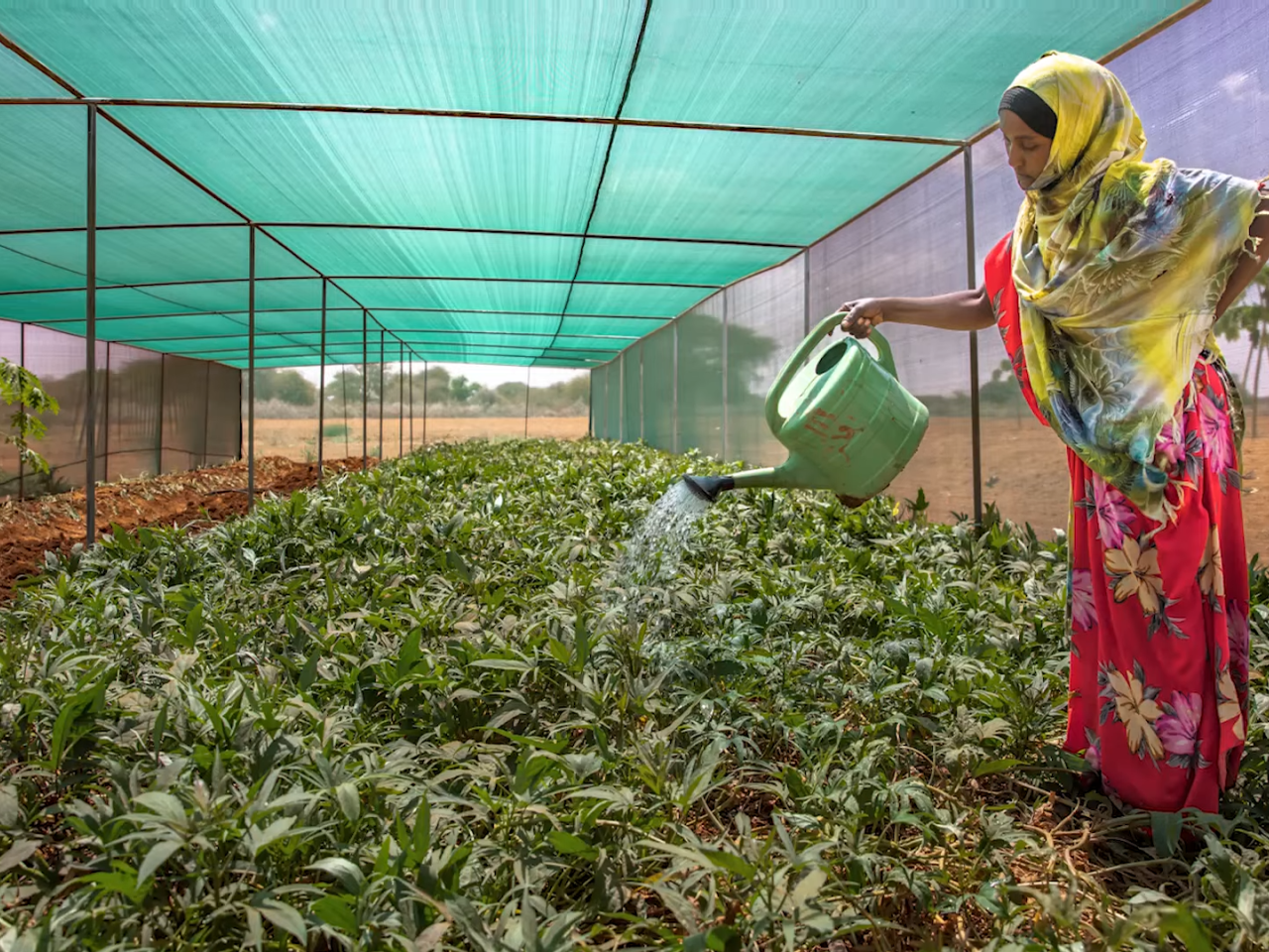 Person watering plants 