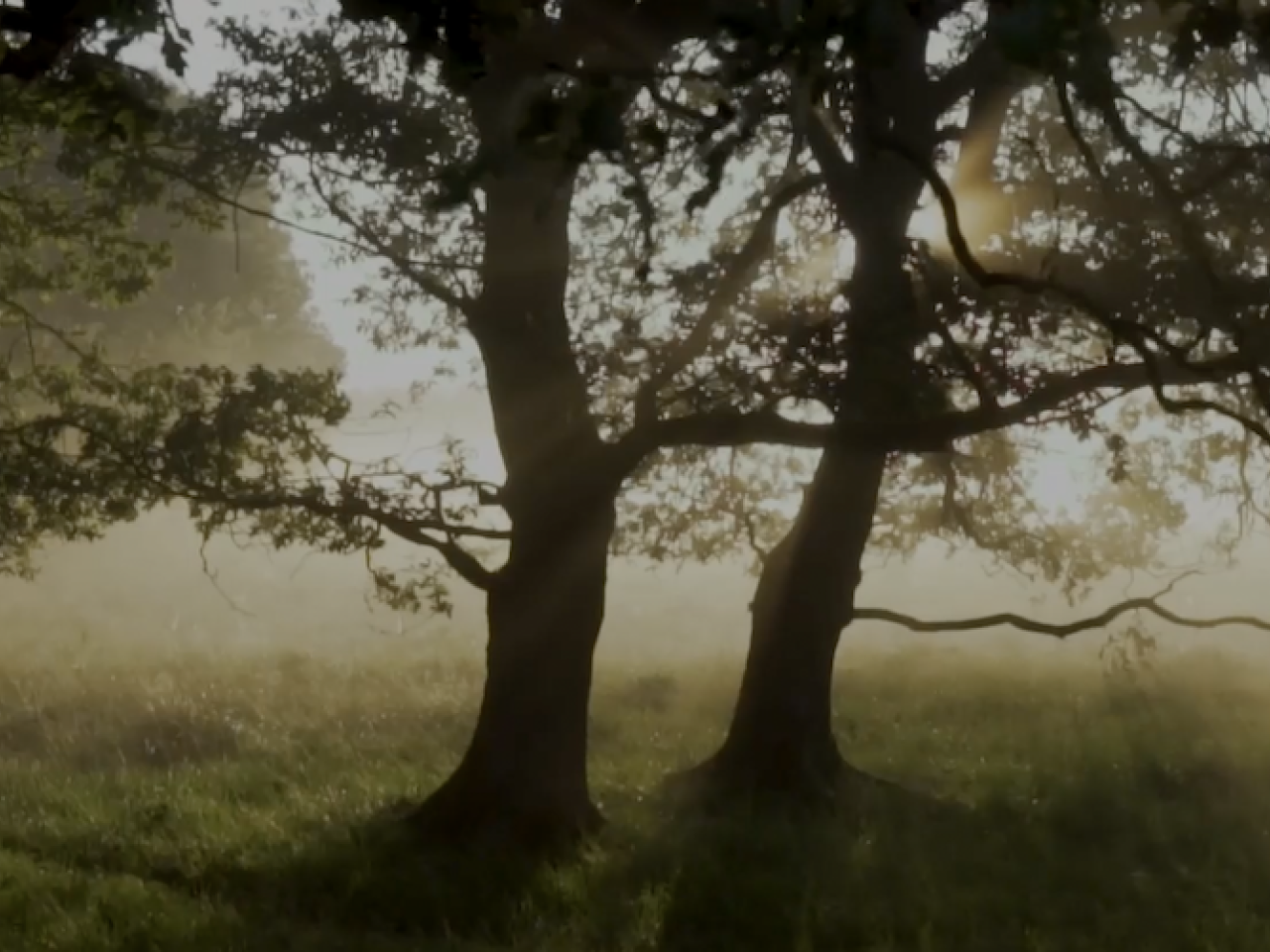 Trees shown with light behind it.