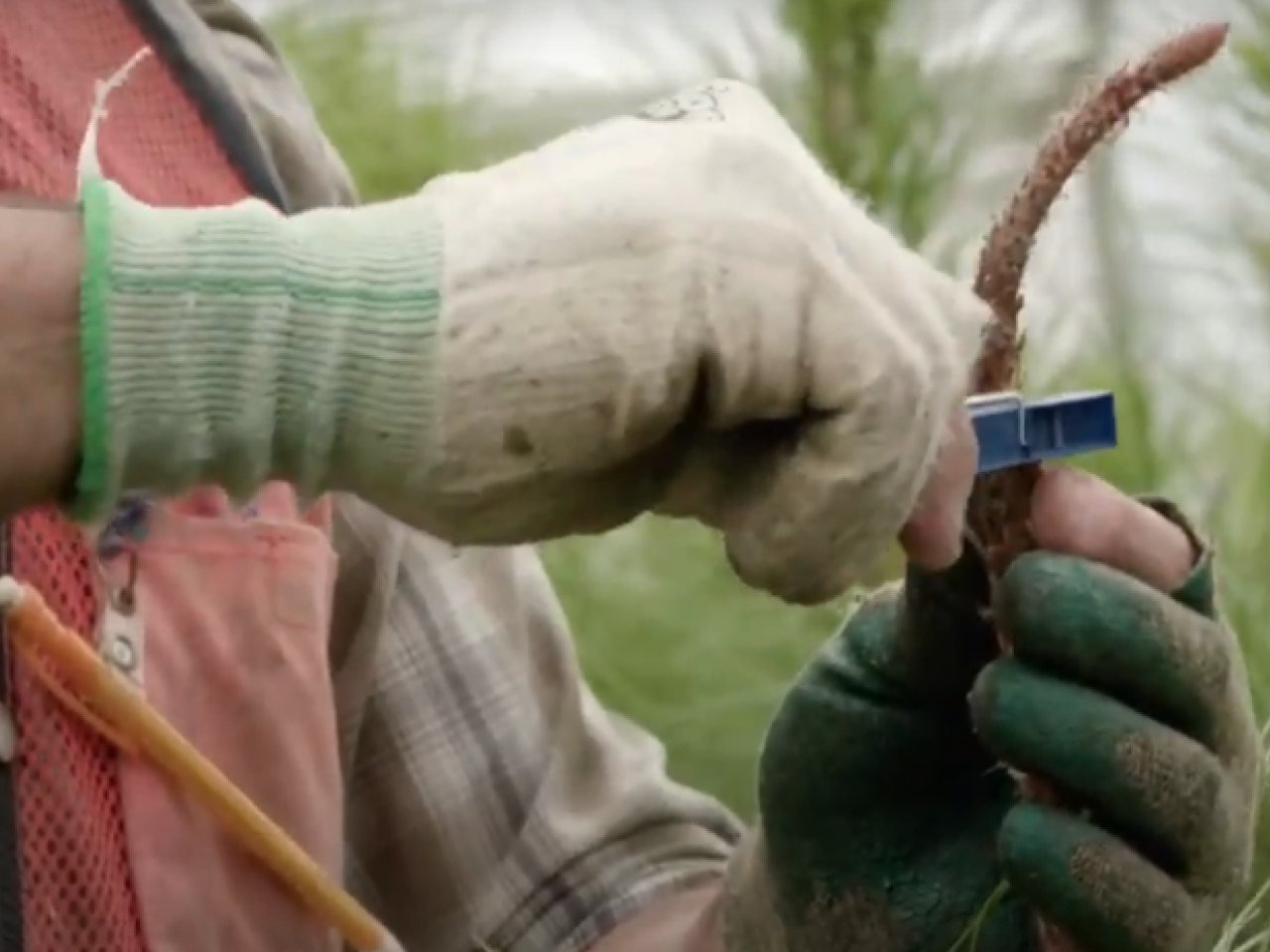 Hands grafting