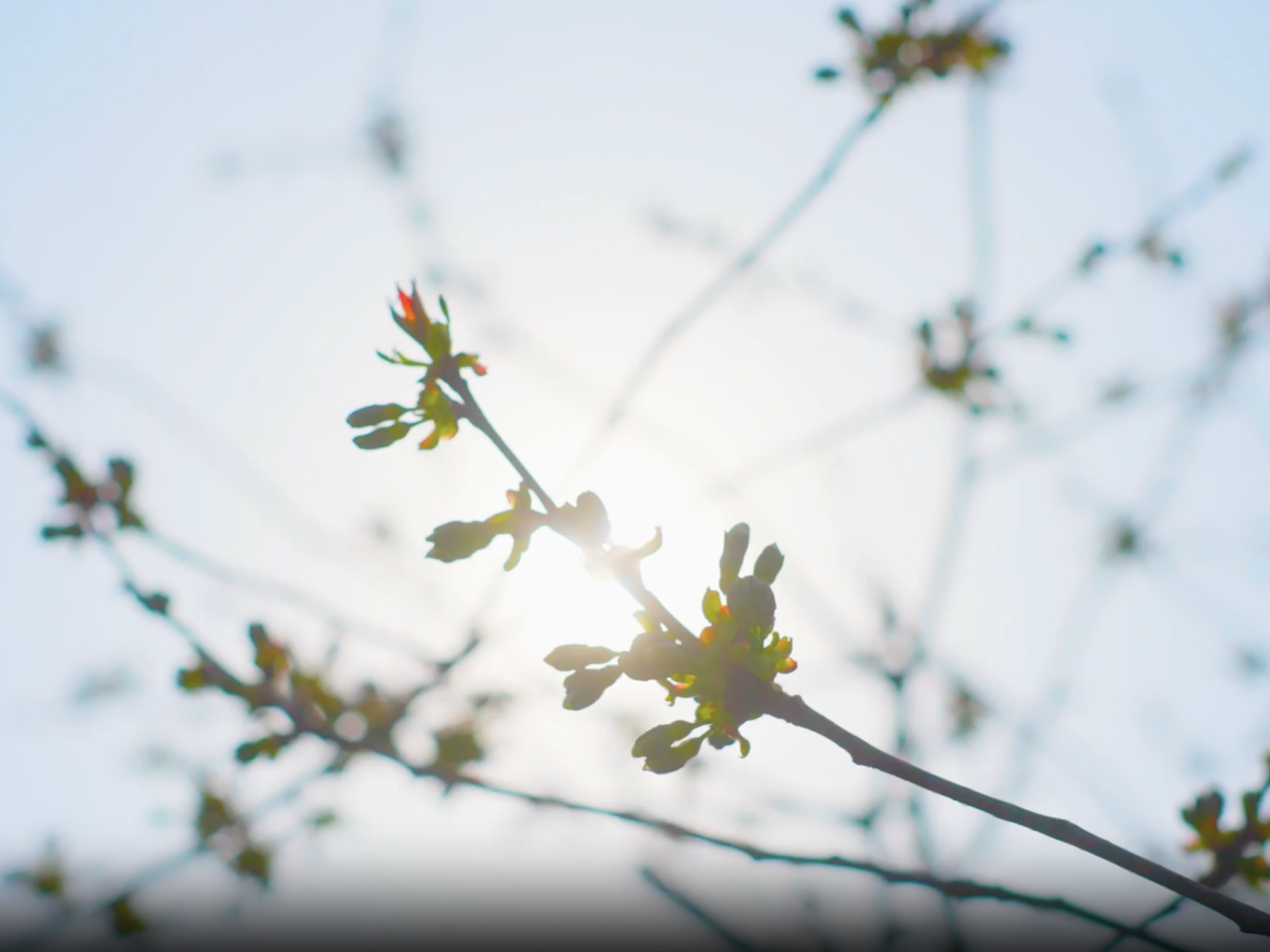 tree buds