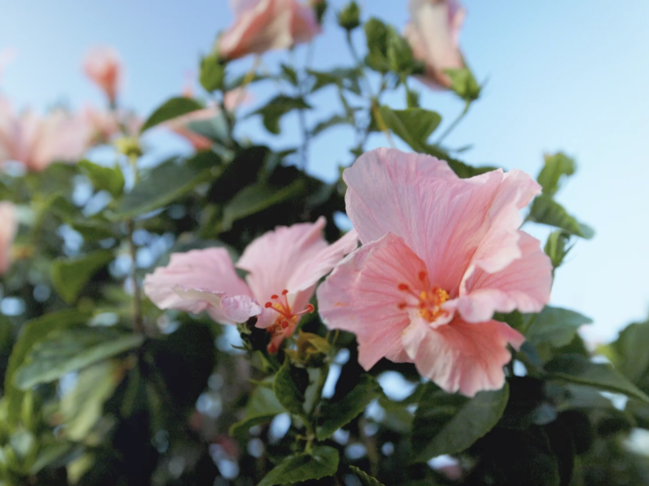 Flowers