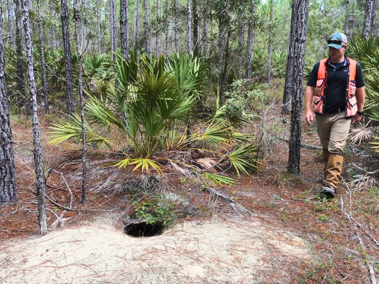 Blake walking up to a tortoise burrow.