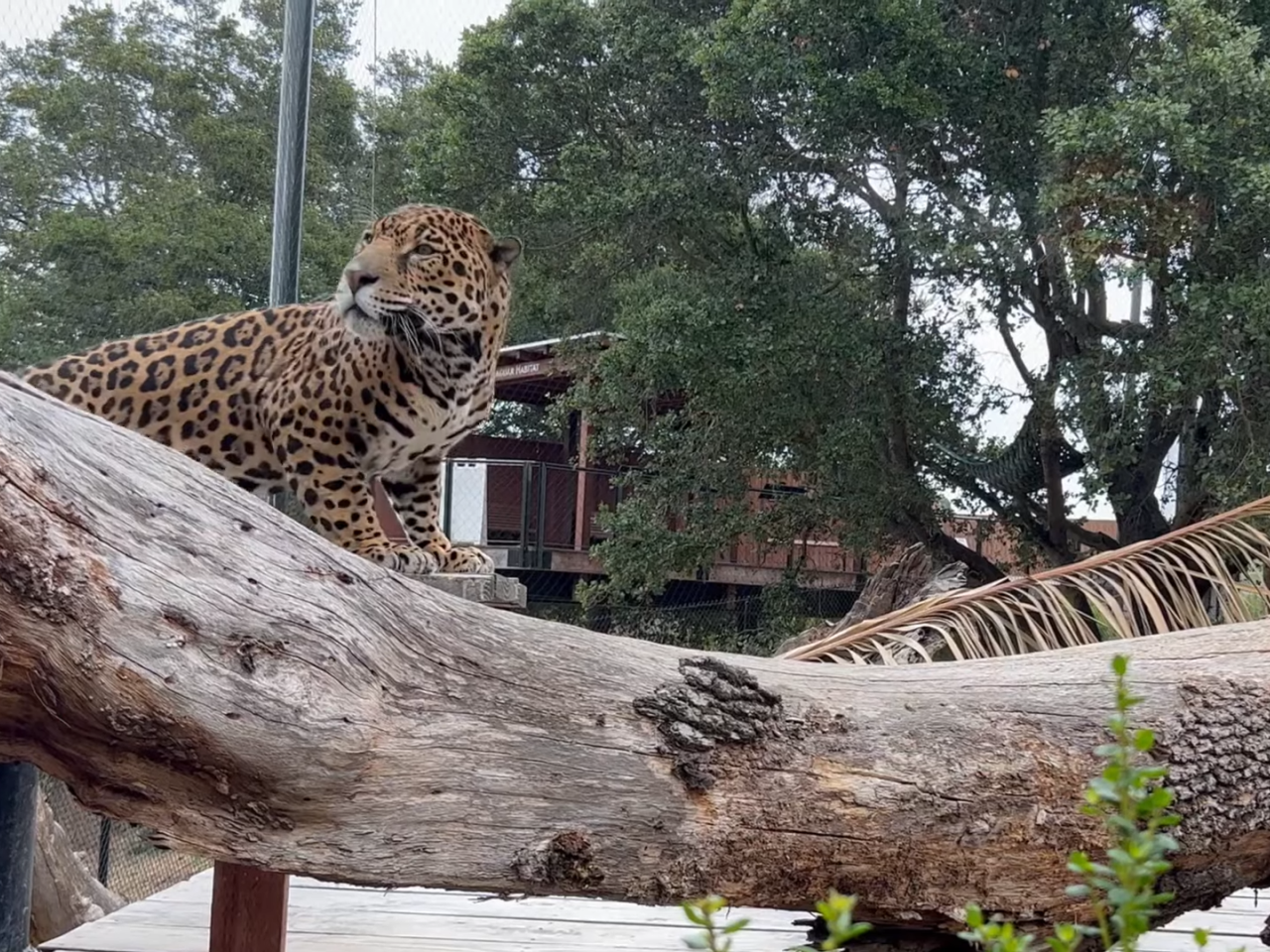 Leopard stood on a piece of wood near a branch