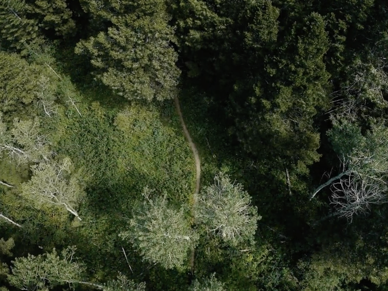 birds eye view of forest