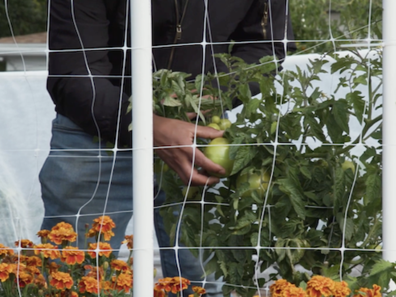 Person shown harvesting tomatoes in a garden.