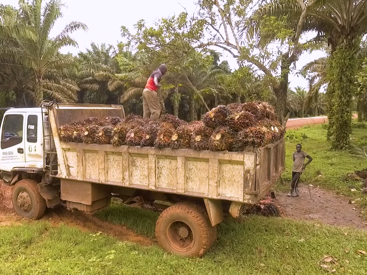 Ugandan Farmers farming oil palm trees