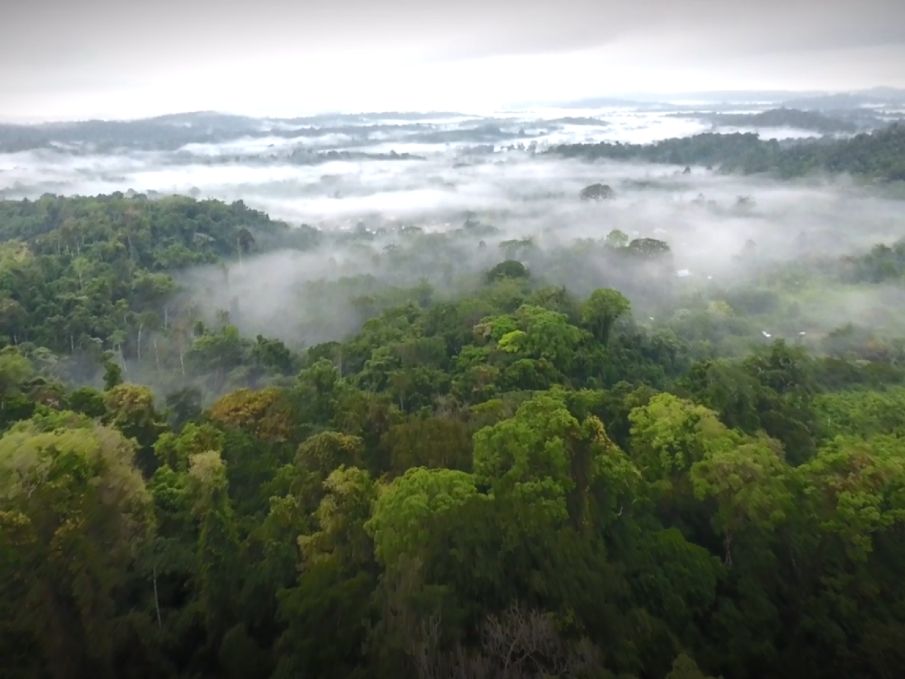 Aerial view of a lush forest with spots of fog.