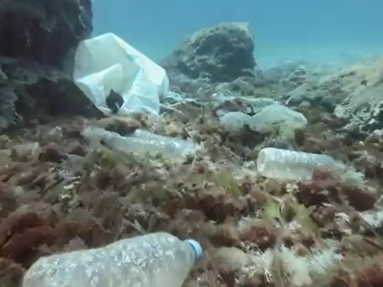 Plastic bottles on the floor of a shallow body of water.