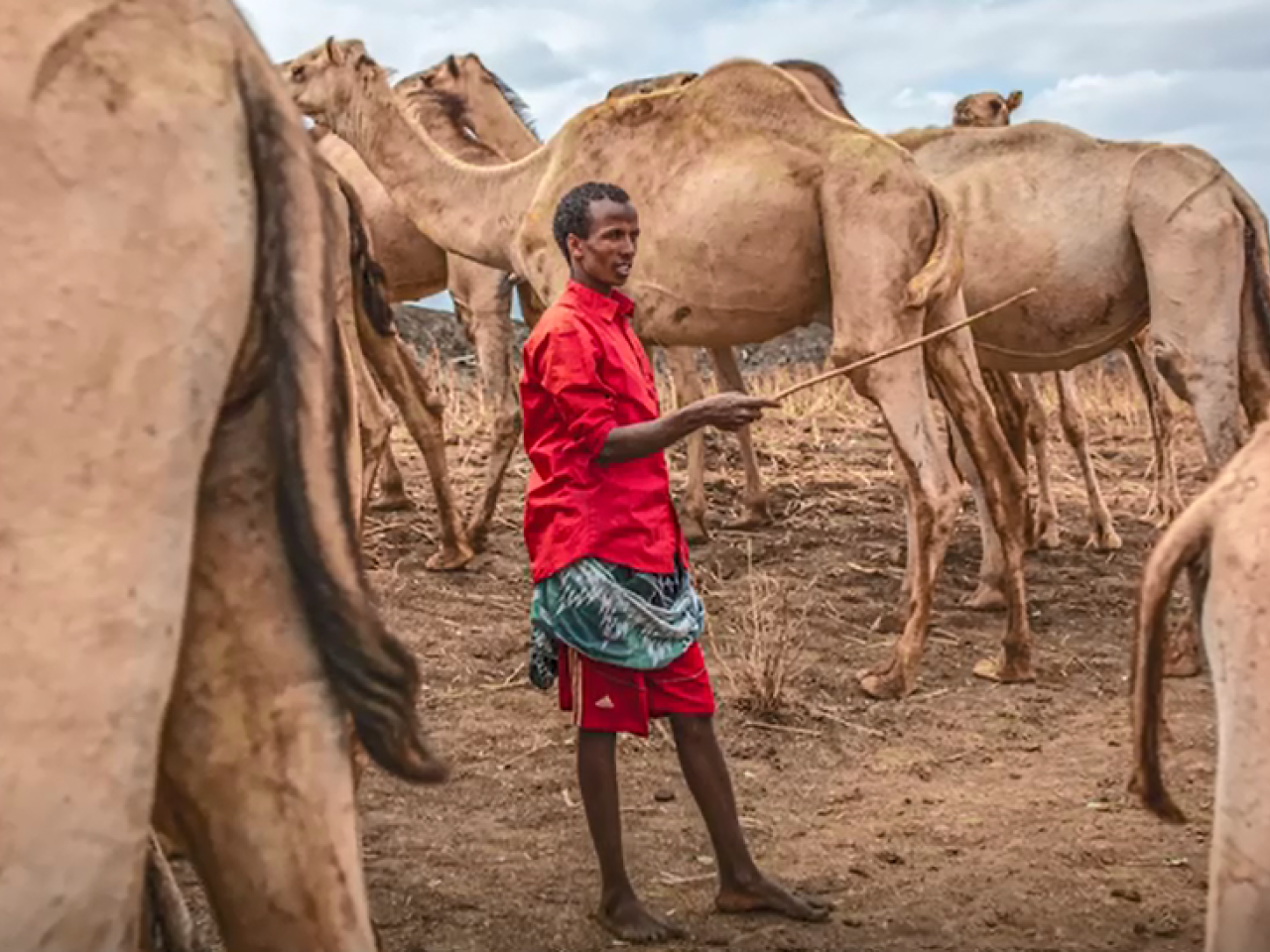 A farmer with a herd of camels