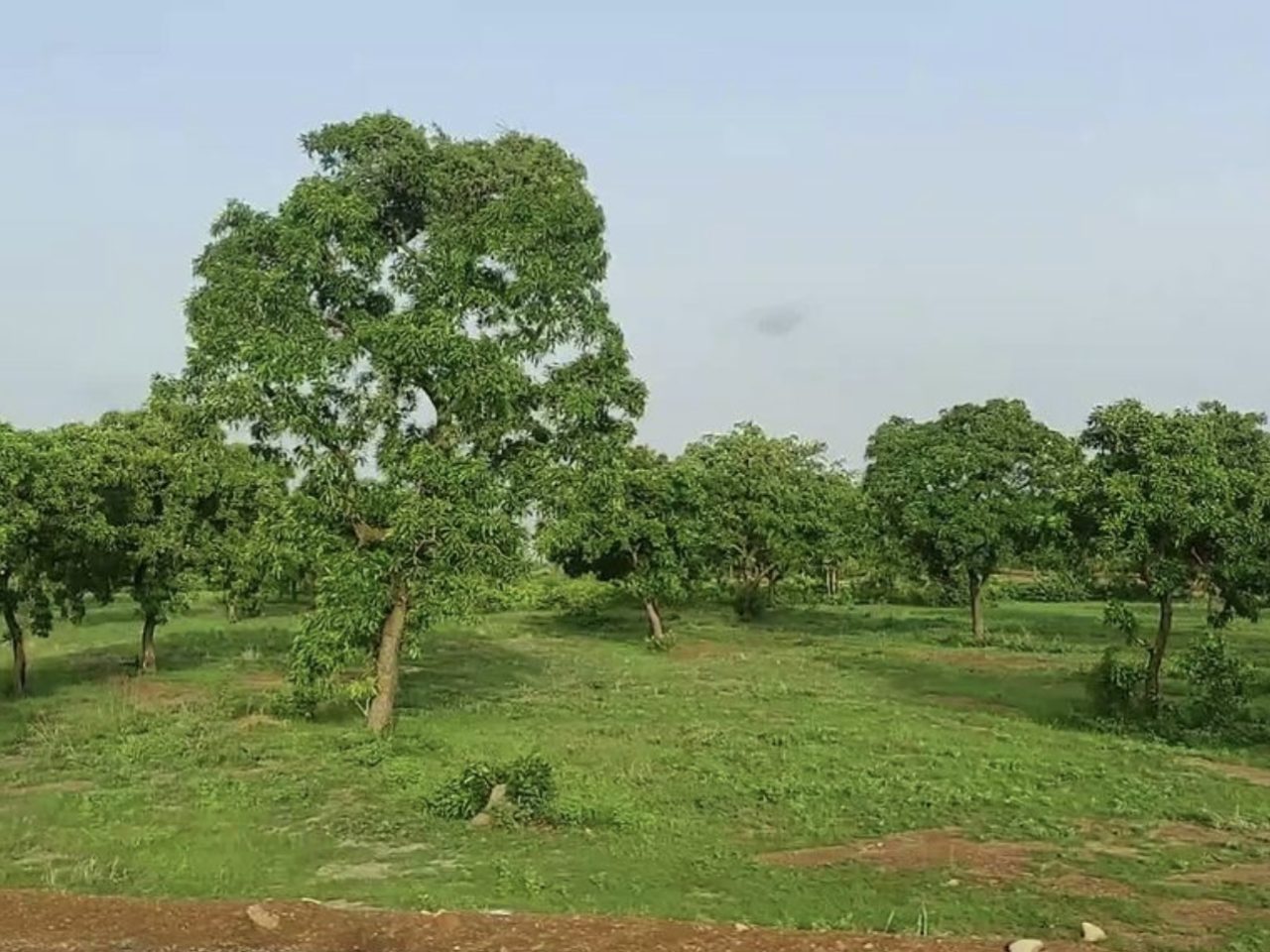 grass and trees