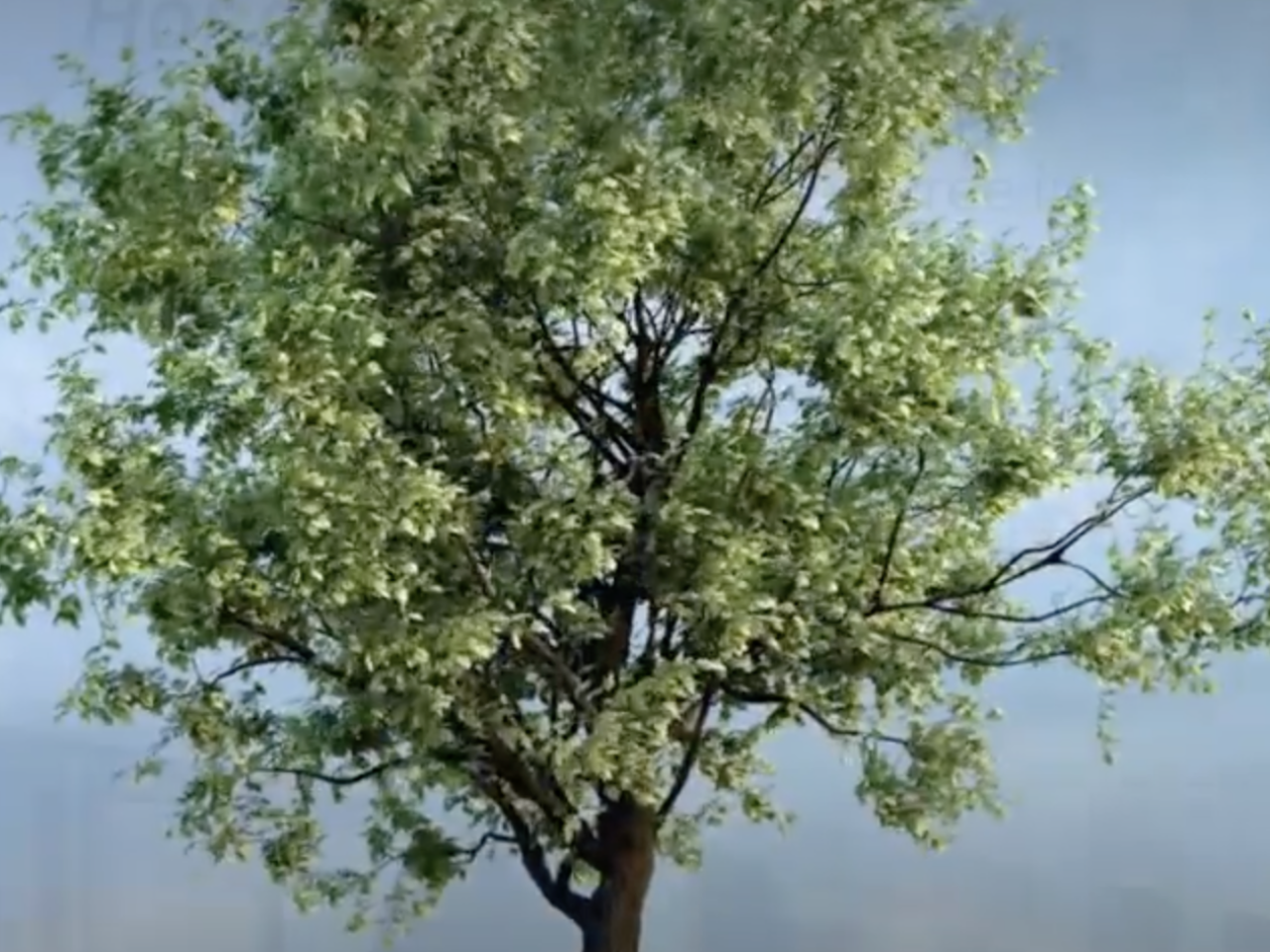 tree