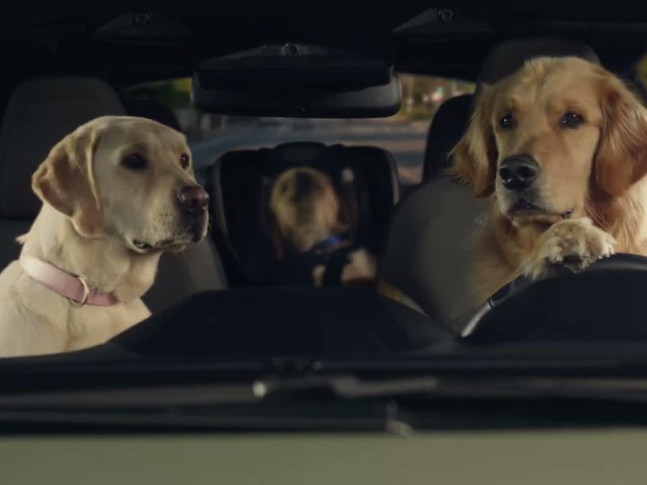 dogs driving a car