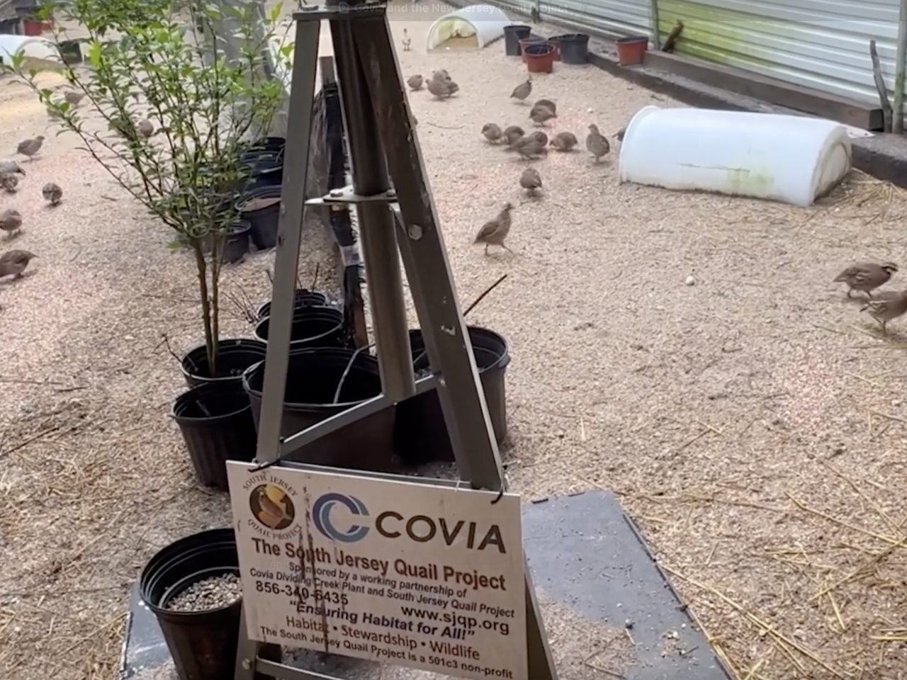 Quail Conservation at Covia’s Dividing Creek Plant