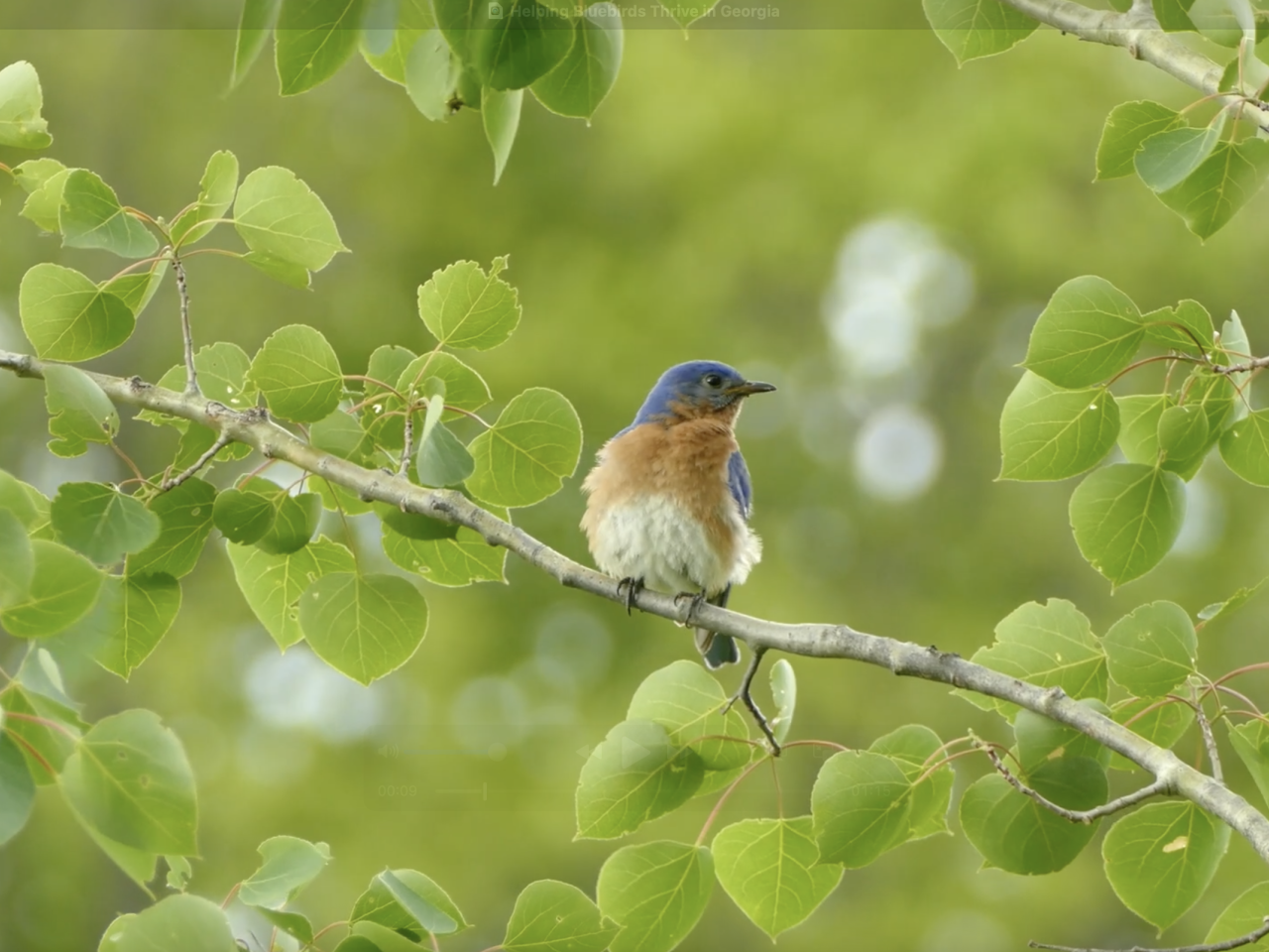 bluebird in a tree