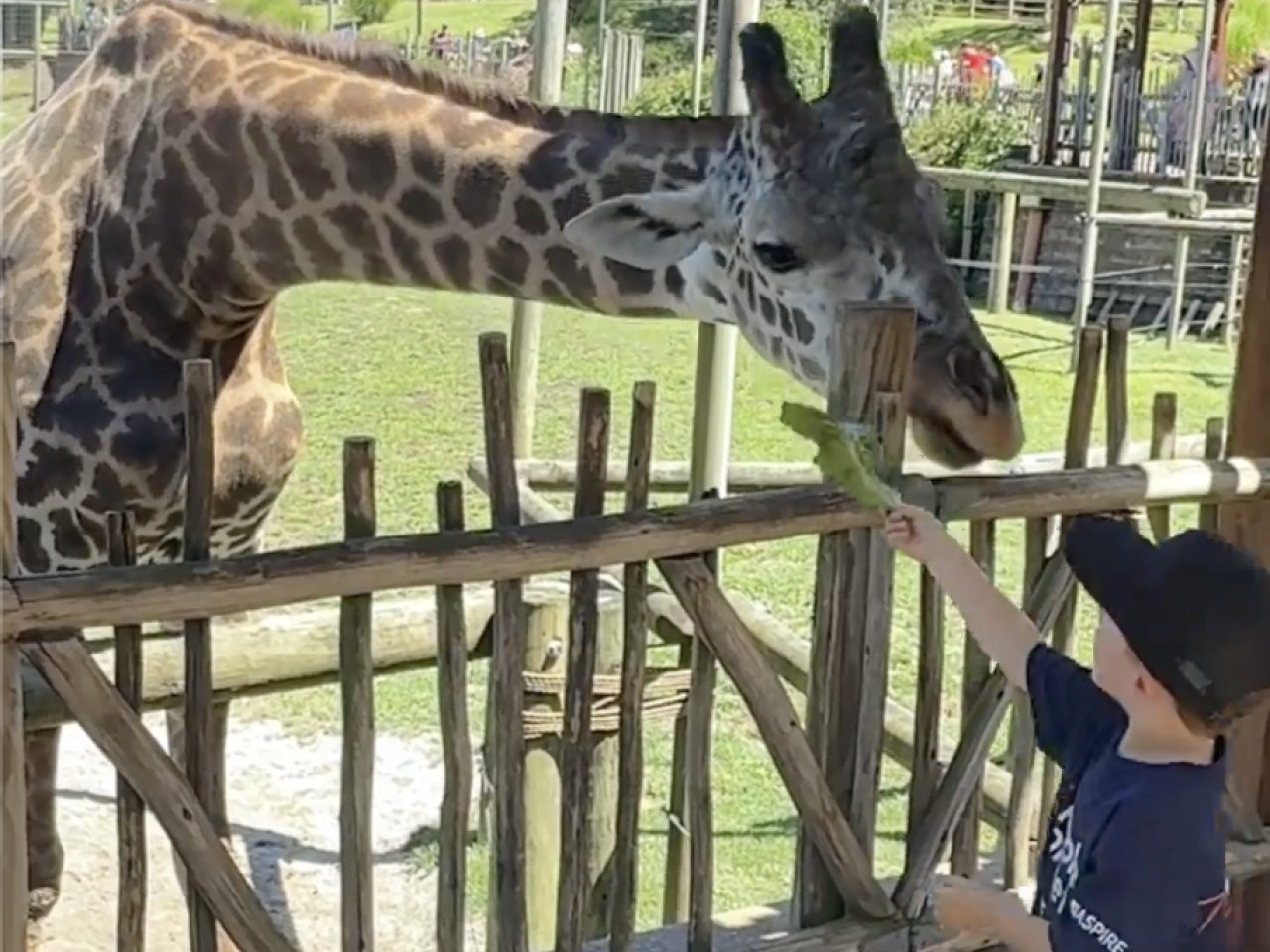 Child feeding giraffe at the zoo
