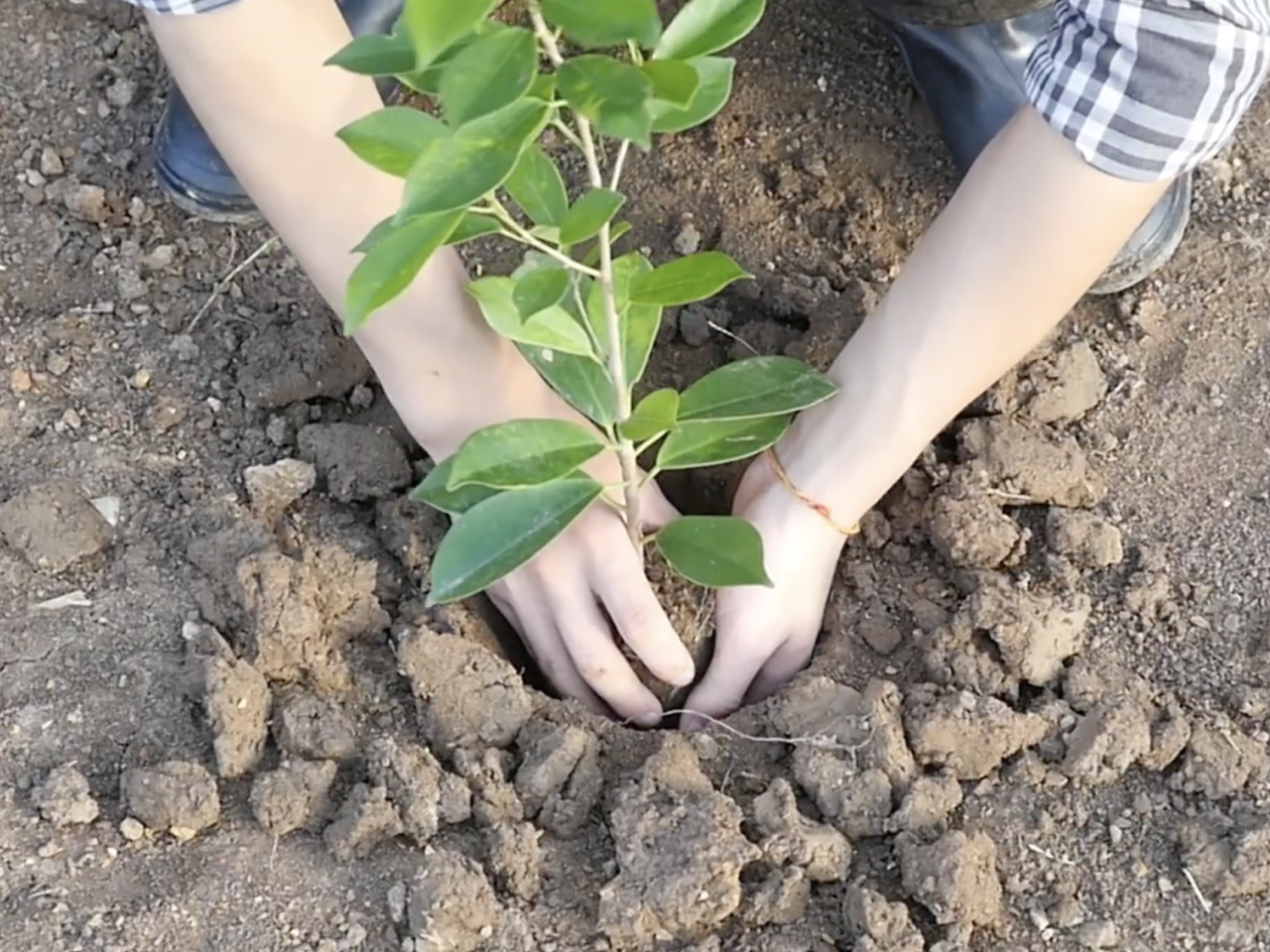 person planting a plant
