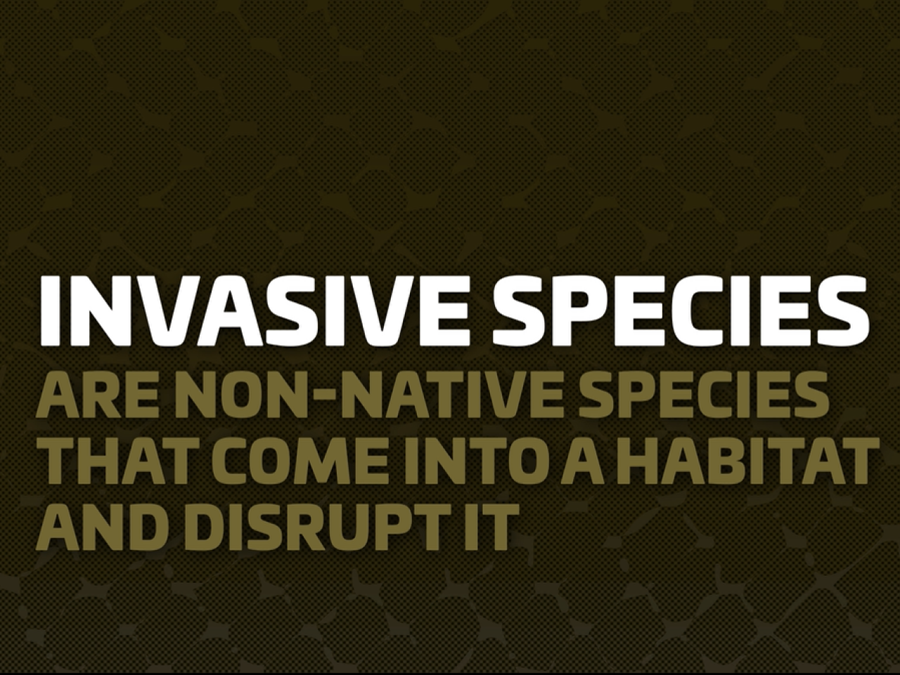 Text: Invasive species are non-native species that come into a habitat and disrupt it