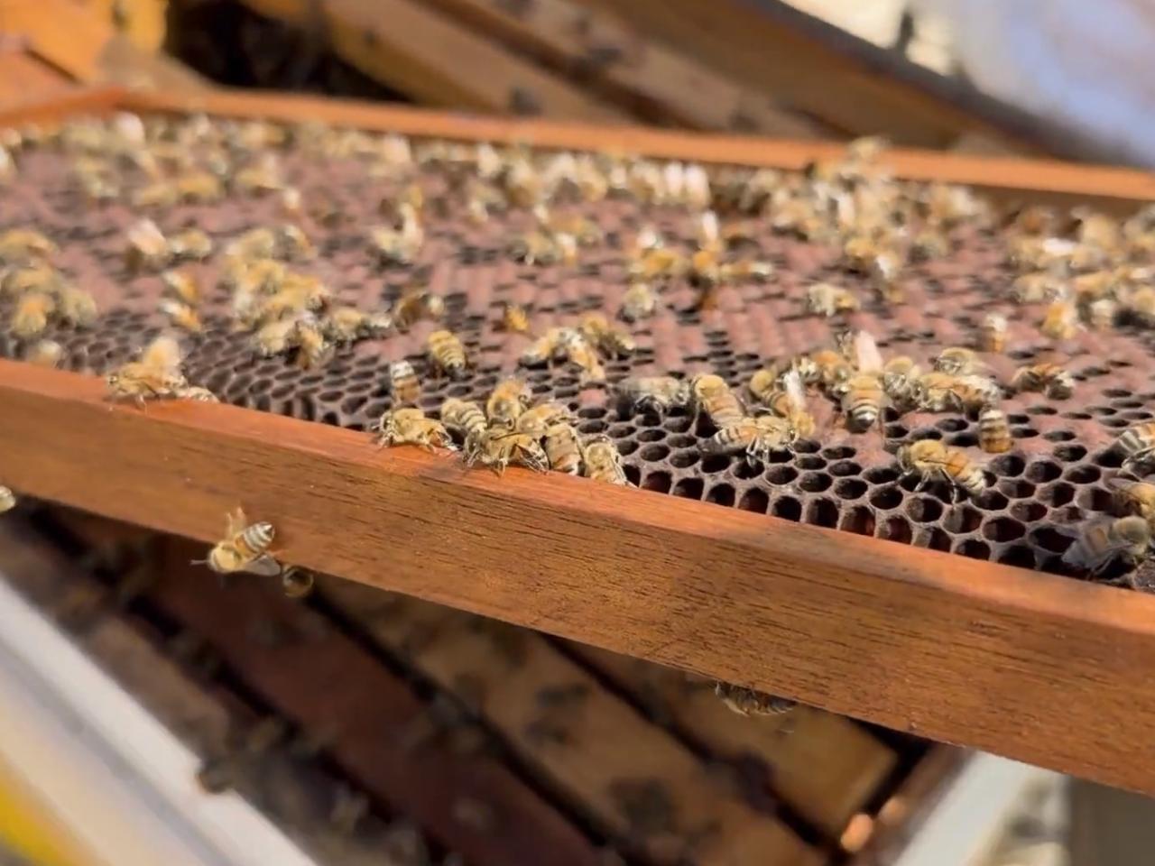 Close-up of honey bees working on a honeycomb frame inside a beehive, showing the active bee colony supported by DP World’s bee conservation initiative in Ecuador.