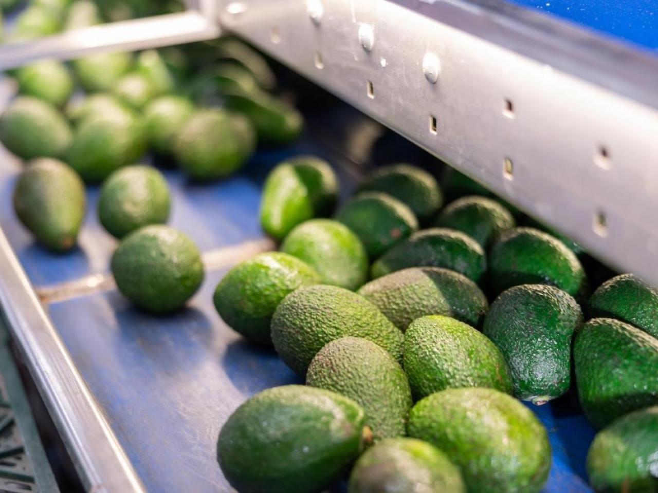 Avocados on a conveyor belt