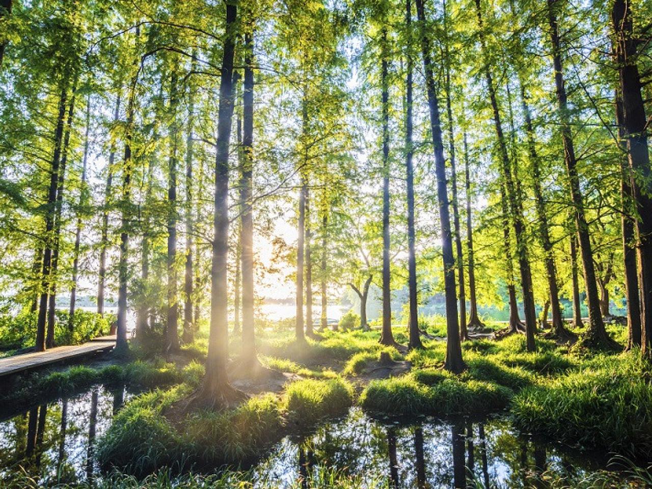 Landscape view of trees in a bog