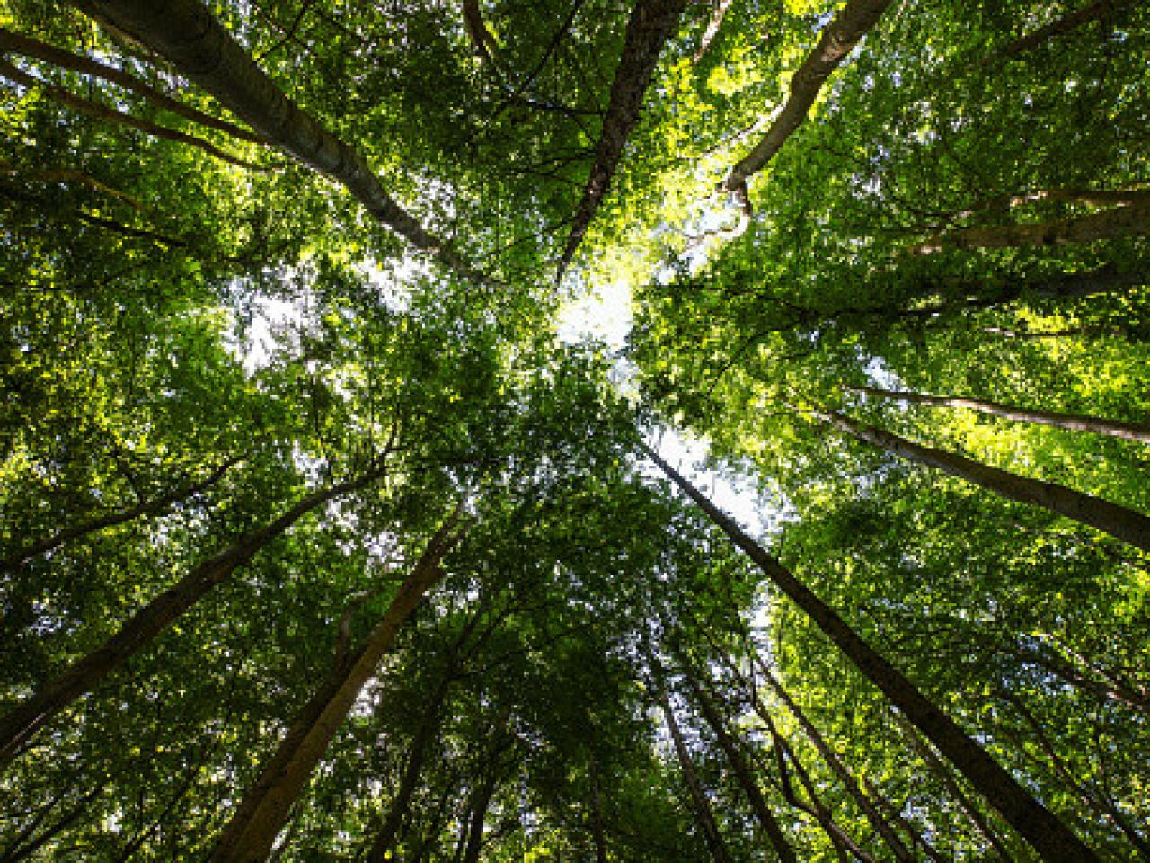 View of a treetop canopy